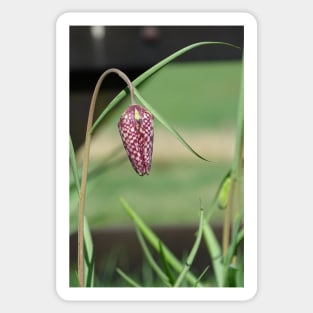 Snakeshead Fritillary Sticker